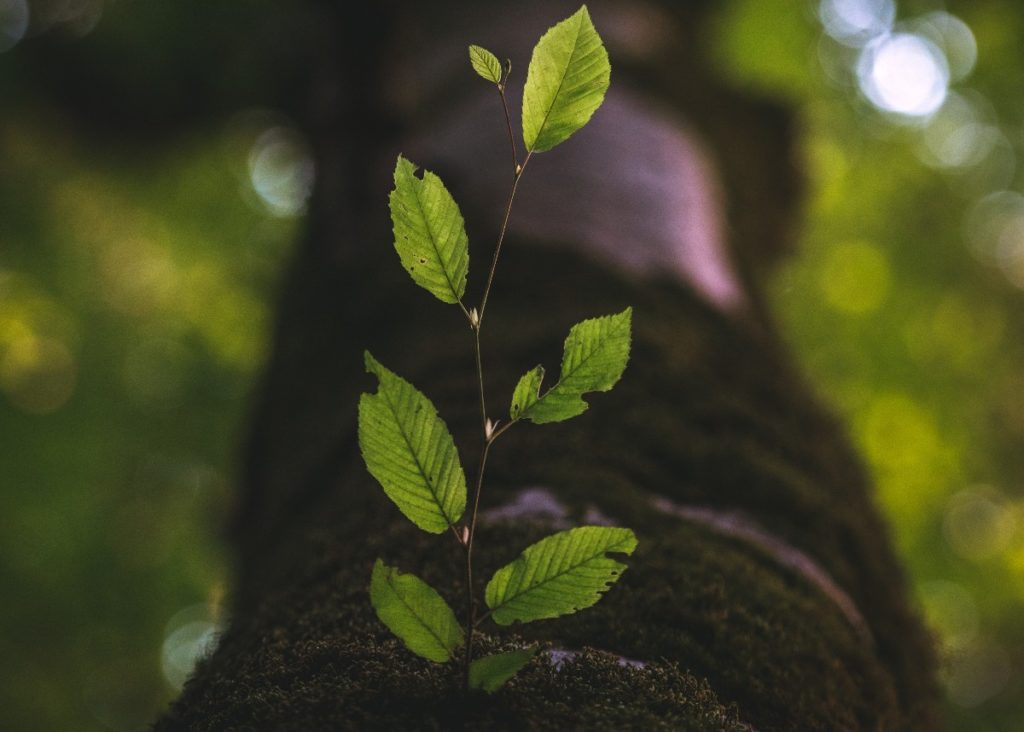 Growth and Maintenance Marketing article with a little plant growing from a bigger tree