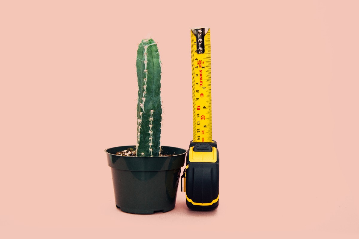 Cactus photo with measuring tape article about benchmarks, efficiency, and productivity